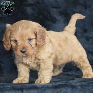 Rascal, Cavapoo Puppy